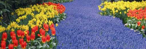 Keükenhof Keükenhof